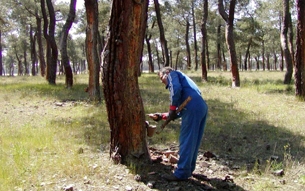 La extraccin de resinas naturales: solucin eficaz al cambio climtico y a la crisis econmica